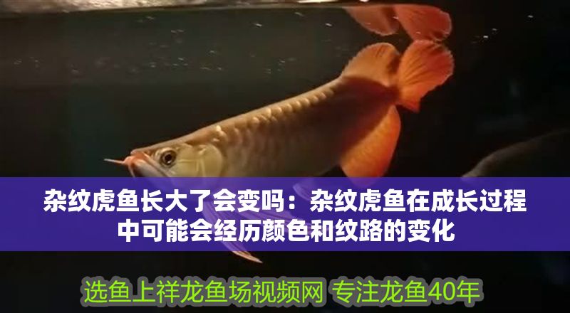 雜紋虎魚長大了會變嗎：雜紋虎魚在成長過程中可能會經歷顏色和紋路的變化