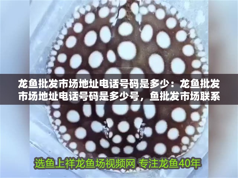 龍魚批發市場地址電話號碼是多少：龍魚批發市場地址電話號碼是多少號，魚批發市場聯系方式及地址