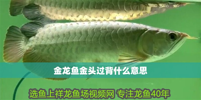 金龍魚金頭過背什么意思 金龍魚金頭過背什么意思 龍魚百科 第4張
