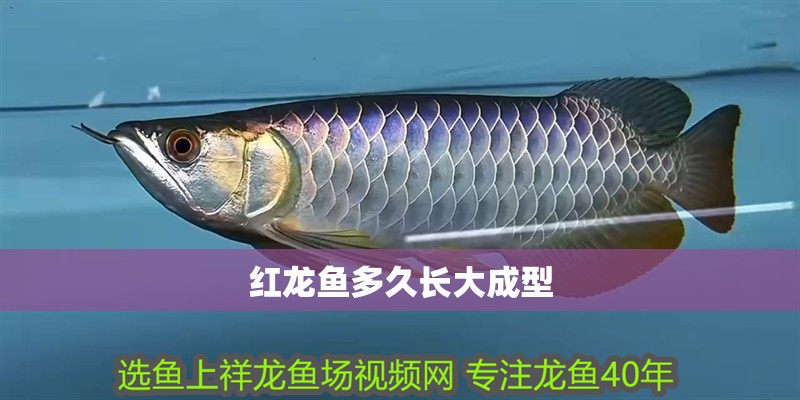 紅龍魚多久長大成型