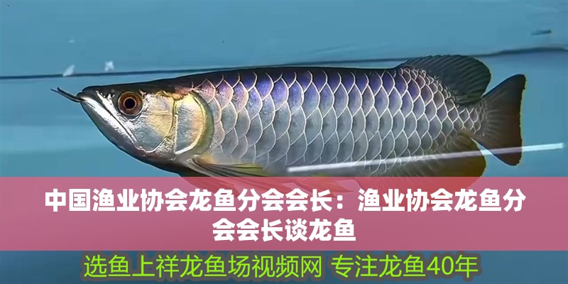 中國漁業協會龍魚分會會長:漁業協會龍魚分會會長談龍魚 水族問答 中國漁業協會龍魚分會會長:漁業協會龍魚分會會長談龍魚 中國漁業協會龍魚分會會長:漁業協會龍魚分會會長談龍魚 水族問答