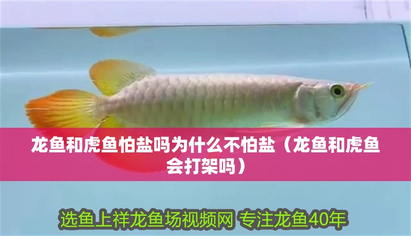 龍魚和虎魚怕鹽嗎為什么不怕鹽（龍魚和虎魚會打架嗎）