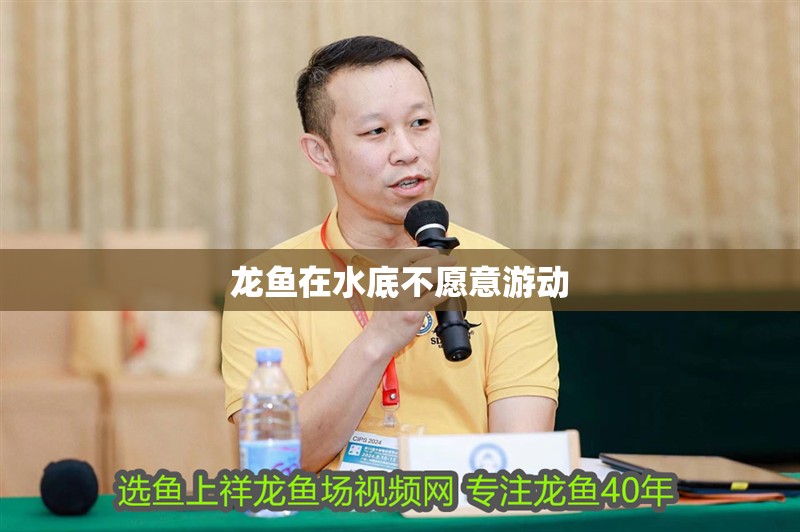 龍魚在水底不愿意游動
