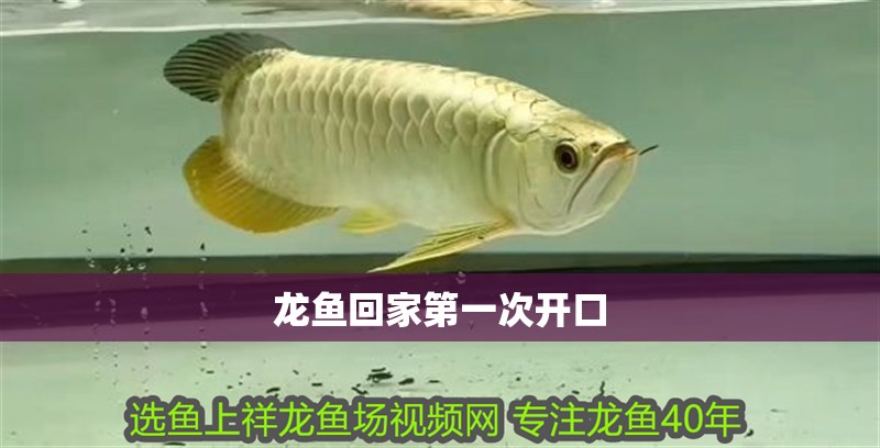 龍魚回家第一次開口