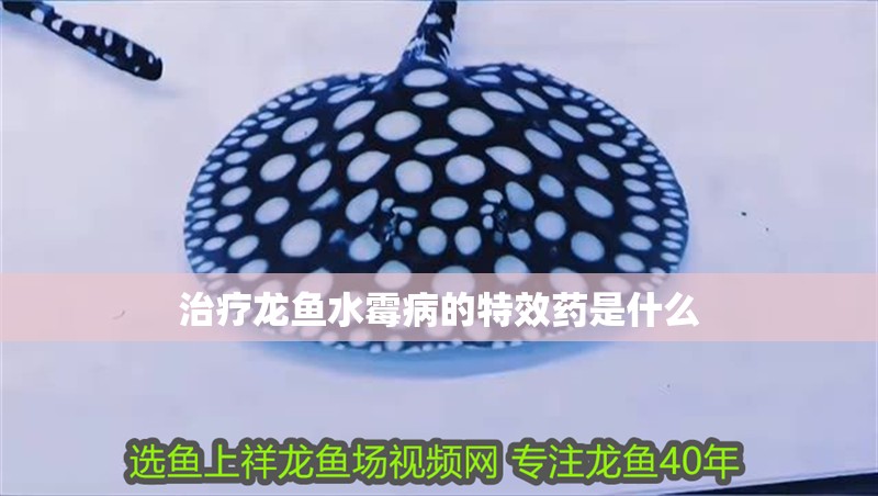 治療龍魚水霉病的特效藥是什么