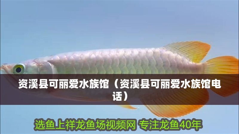 資溪縣可麗愛水族館（資溪縣可麗愛水族館電話） 資溪縣可麗愛水族館（資溪縣可麗愛水族館電話） 全國水族館企業名錄 第2張