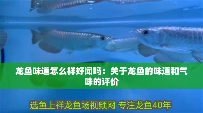 龍魚味道怎么樣好聞嗎：關于龍魚的味道和氣味的評價