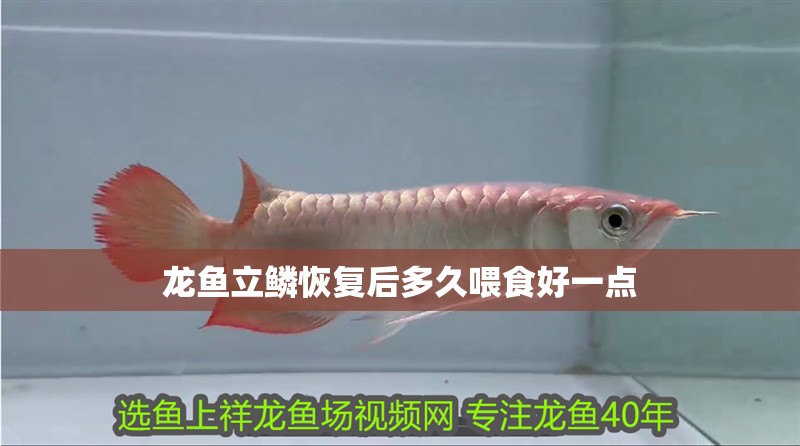 龍魚立鱗恢復后多久喂食好一點