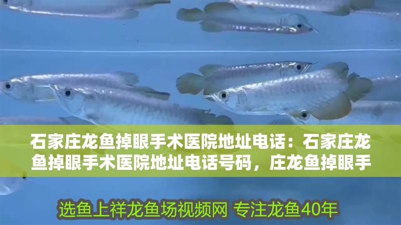 石家莊龍魚掉眼手術醫院地址電話：石家莊龍魚掉眼手術醫院地址電話號碼，莊龍魚掉眼手術醫院，專業治療，地址電話一網