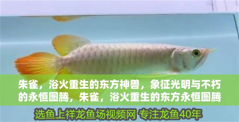 朱雀，浴火重生的東方神獸，象征<strong><mark>光明</mark></strong>與不朽的永恒圖騰，朱雀，浴火重生的東方永恒圖騰