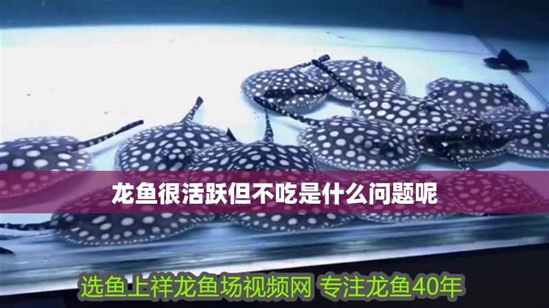 龍魚很活躍但不吃是什么問題呢 龍魚很活躍但不吃是什么問題呢 龍魚百科 第2張
