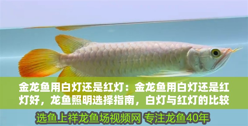 金龍魚用白燈還是紅燈：金龍魚用白燈還是紅燈好，龍魚照明選擇指南，白燈與紅燈的比較分析