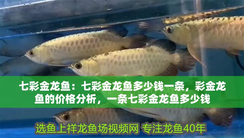 七彩金龍魚：七彩金龍魚多少錢一條，彩金龍魚的價(jià)格分析，一條七彩金龍魚多少錢