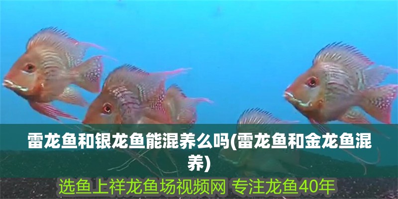 雷龍魚和銀龍魚能混養么嗎(雷龍魚和金龍魚混養)