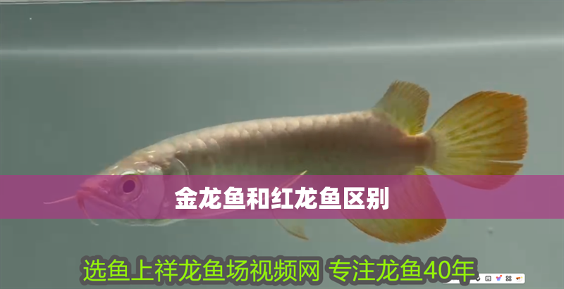 金龍魚和紅龍魚區別 金龍魚和紅龍魚區別 龍魚百科 第2張