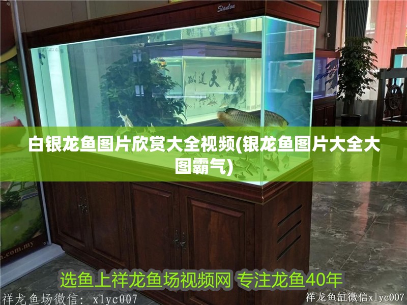 白銀龍魚圖片欣賞大全視頻(銀龍魚圖片大全大圖霸氣)