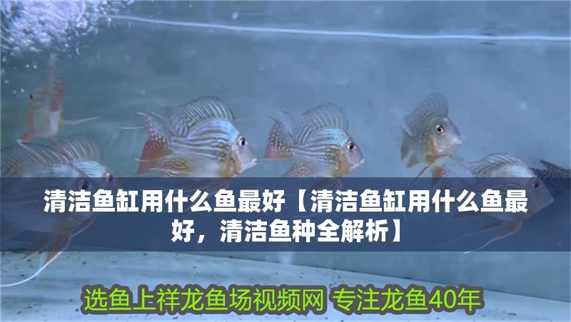 清潔魚缸用什么魚最好【清潔魚缸用什么魚最好，清潔魚種全解析】