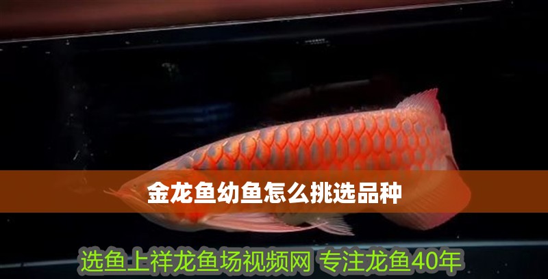 金龍魚幼魚怎么挑選品種 金龍魚幼魚怎么挑選品種 龍魚百科 第4張