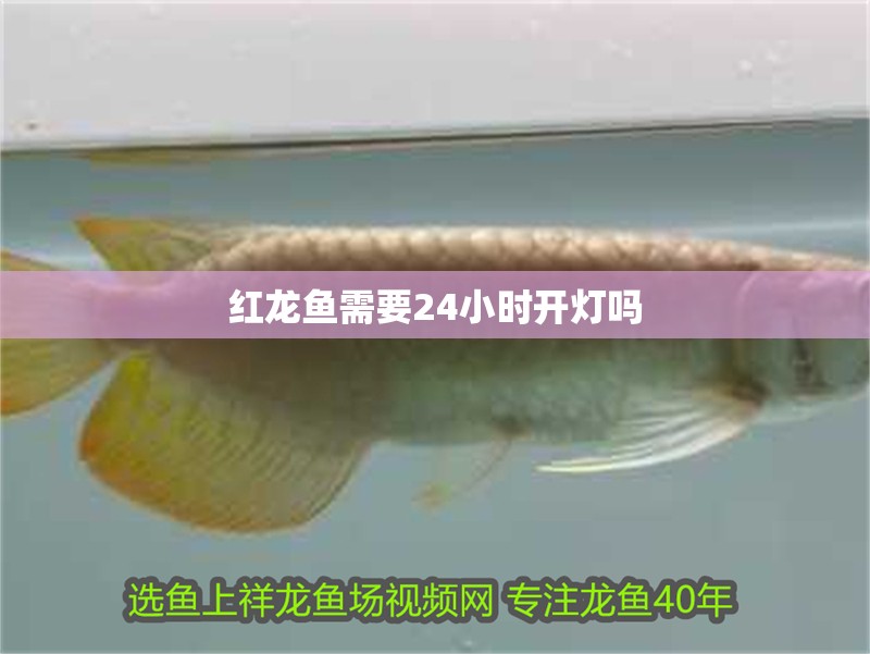 紅龍魚需要24小時開燈嗎