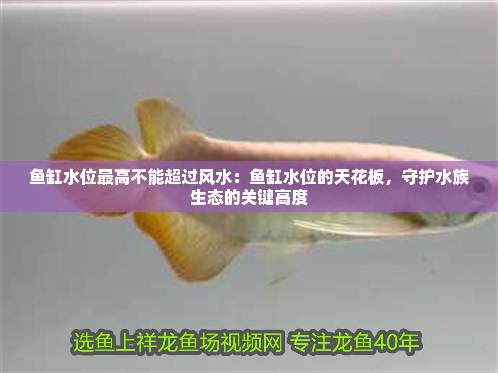 魚缸水位最高不能超過風水：魚缸水位的天花板，守護水族生態的關鍵高度