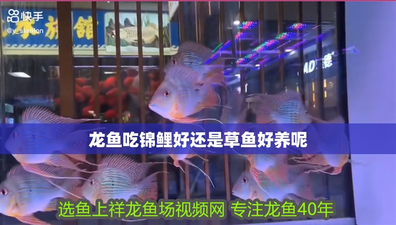 龍魚吃錦鯉好還是草魚好養呢