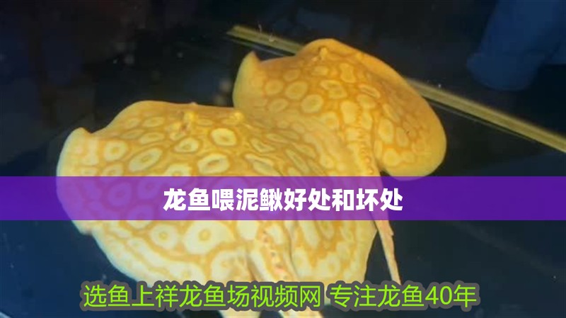龍魚喂泥鰍好處和壞處