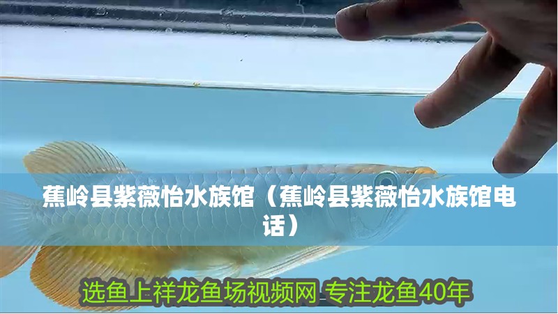 蕉嶺縣紫薇怡水族館（蕉嶺縣紫薇怡水族館電話） 蕉嶺縣紫薇怡水族館（蕉嶺縣紫薇怡水族館電話） 全國水族館企業名錄 第2張