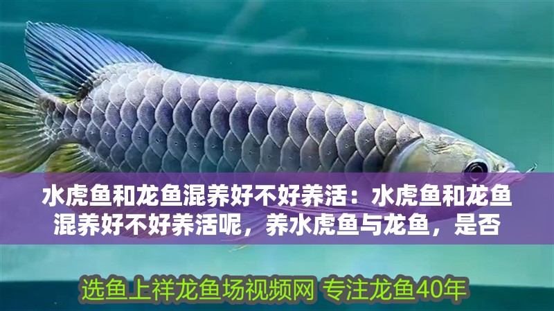 水虎魚和龍魚混養(yǎng)好不好養(yǎng)活：水虎魚和龍魚混養(yǎng)好不好養(yǎng)活呢，養(yǎng)水虎魚與龍魚，是否 水虎魚和龍魚混養(yǎng)好不好養(yǎng)活：水虎魚和龍魚混養(yǎng)好不好養(yǎng)活呢，養(yǎng)水虎魚與龍魚，是否 水族問答