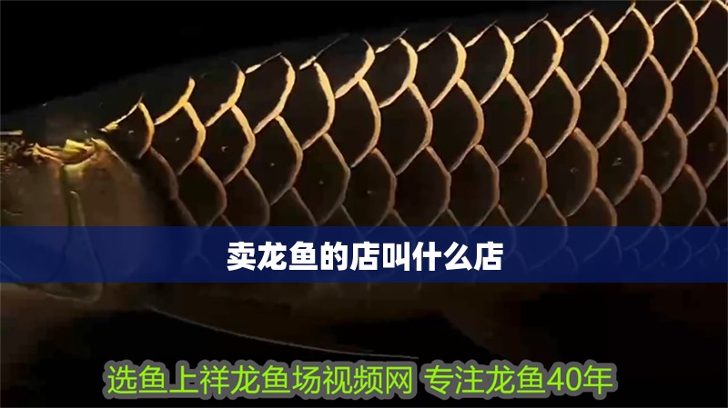 賣龍魚(yú)的店叫什么店
