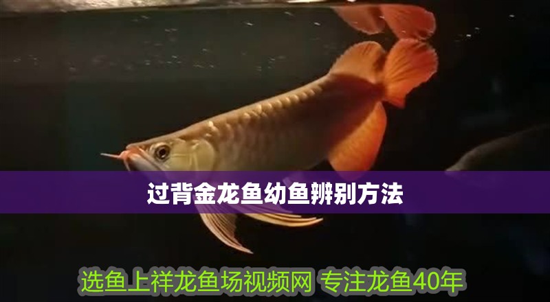 過背金龍魚幼魚辨別方法 過背金龍魚幼魚辨別方法 龍魚百科 第2張