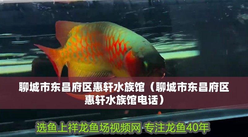 聊城市東昌府區(qū)惠軒水族館（聊城市東昌府區(qū)惠軒水族館電話）