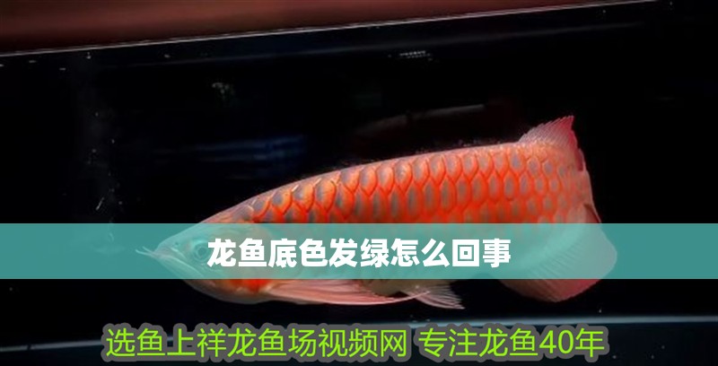 龍魚底色發(fā)綠怎么回事