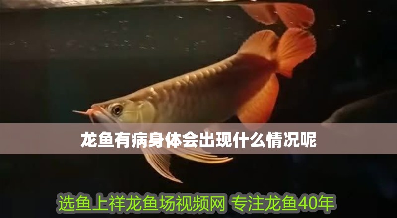 龍魚有病身體會出現什么情況呢