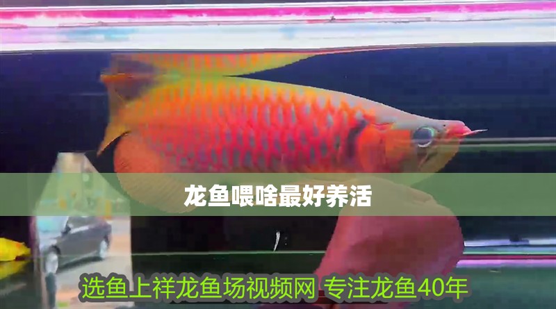 龍魚喂啥最好養活