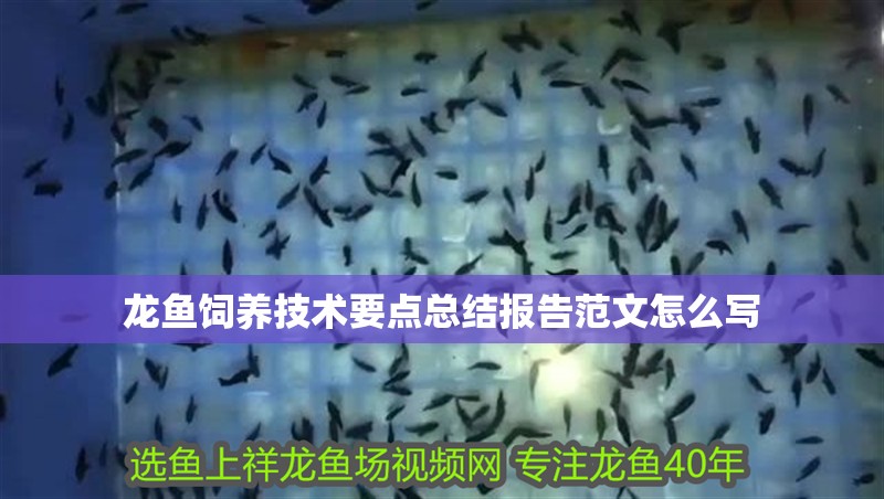 龍魚飼養技術要點總結報告范文怎么寫