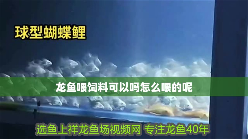 龍魚喂飼料可以嗎怎么喂的呢