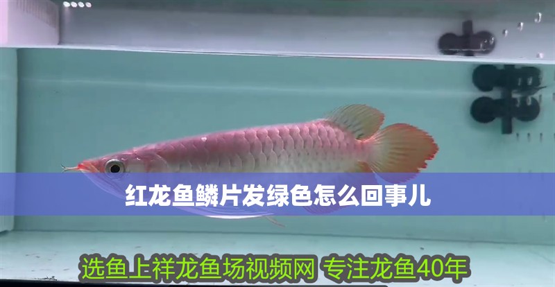 紅龍魚鱗片發(fā)綠色怎么回事兒