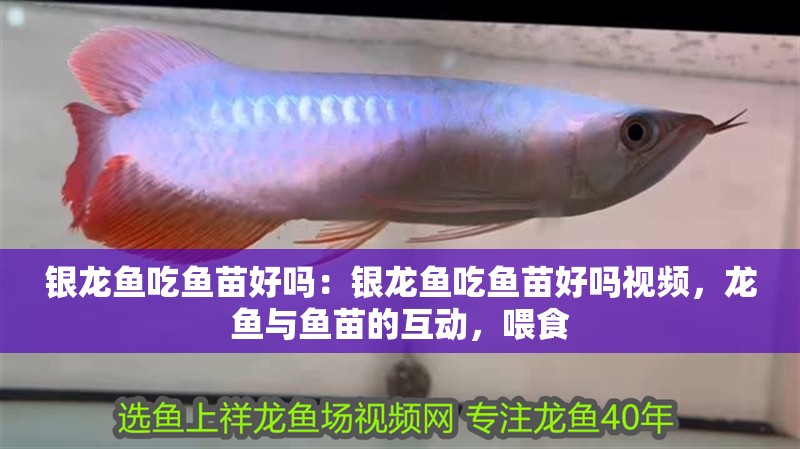 銀龍魚吃魚苗好嗎：銀龍魚吃魚苗好嗎視頻，龍魚與魚苗的互動，喂食