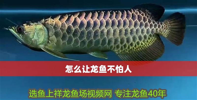 怎么讓龍魚不怕人 怎么讓龍魚不怕人 龍魚百科 第2張