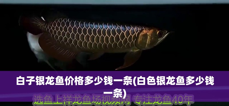 白子銀龍魚價格多少錢一條(白色銀龍魚多少錢一條) 白子銀龍魚價格多少錢一條(白色銀龍魚多少錢一條) 銀龍魚百科