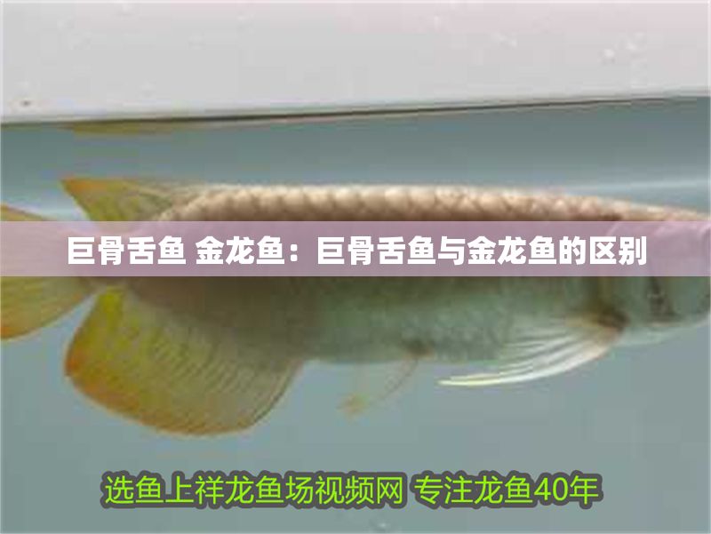 巨骨舌魚 金龍魚：巨骨舌魚與金龍魚的區別 巨骨舌魚 金龍魚：巨骨舌魚與金龍魚的區別 金龍魚百科 第1張