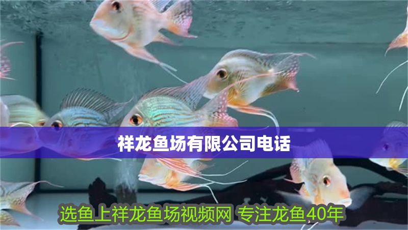 祥龍魚(yú)場(chǎng)有限公司電話 祥龍魚(yú)場(chǎng)有限公司電話 水族館百科（水族館加盟） 第1張