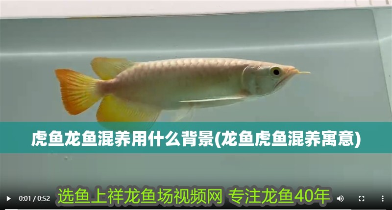 虎魚龍魚混養用什么背景(龍魚虎魚混養寓意)