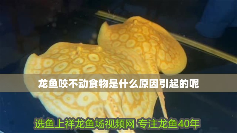 龍魚咬不動食物是什么原因引起的呢