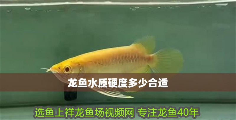 龍魚水質硬度多少合適