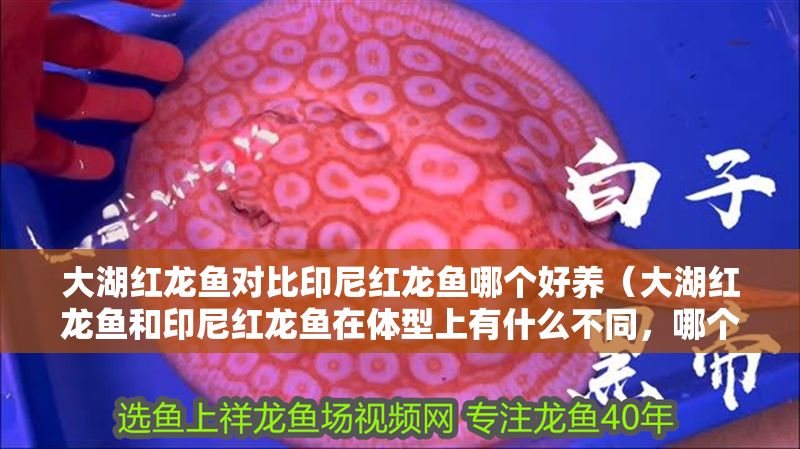 大湖紅龍魚對(duì)比印尼紅龍魚哪個(gè)好養(yǎng)（大湖紅龍魚和印尼紅龍魚在體型上有什么不同，哪個(gè)更大一些） 大湖紅龍魚對(duì)比印尼紅龍魚哪個(gè)好養(yǎng)（大湖紅龍魚和印尼紅龍魚在體型上有什么不同，哪個(gè)更大一些） 大湖紅龍魚百科 第1張