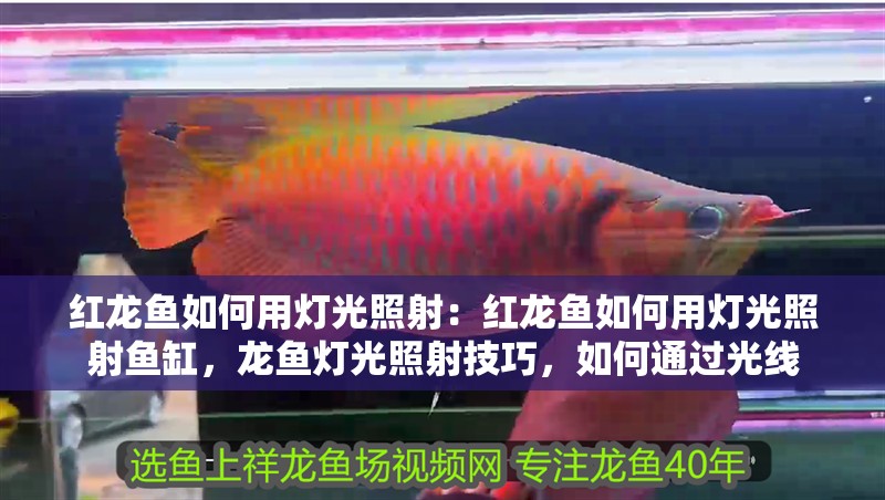 紅龍魚如何用燈光照射：紅龍魚如何用燈光照射魚缸，龍魚燈光照射技巧，如何通過光線