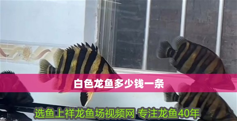 白色龍魚多少錢一條 白色龍魚多少錢一條 龍魚百科 第3張