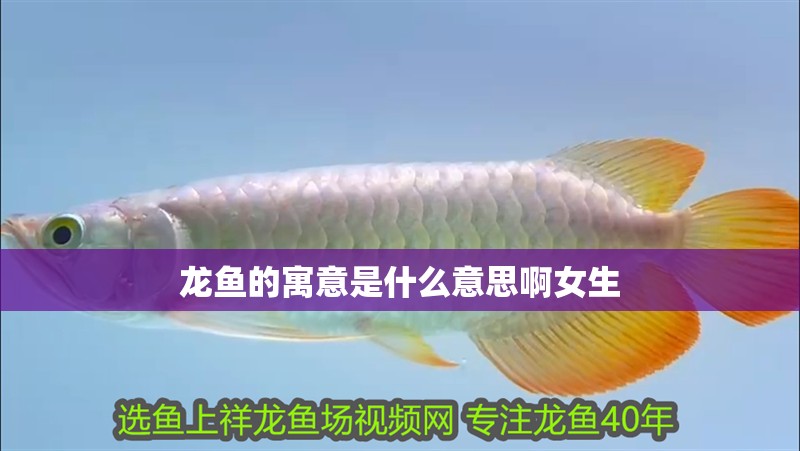 龍魚的寓意是什么意思啊女生
