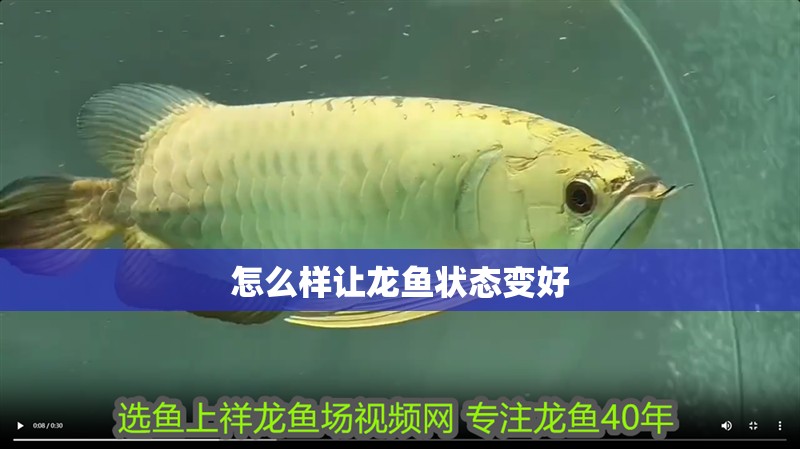 怎么樣讓龍魚狀態變好